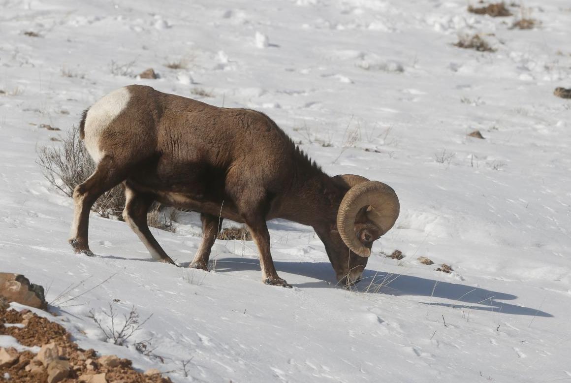 Bighorn sheep
